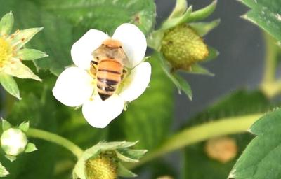 许正军饲养蜜蜂的授粉感人事迹