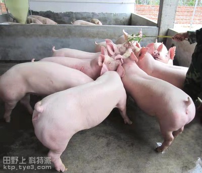 下堡坪乡冬、春季如何防治生猪疾病？