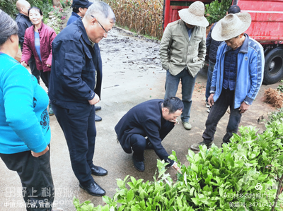 邓村乡农技中心指导新建茶园的茶苗栽植和越冬管护