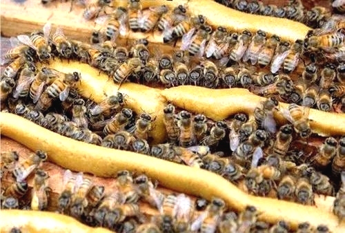 解决夷陵区中蜂春衰 指导技术促增收
