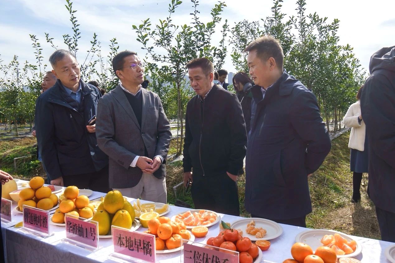 农民日报报道：湖北：利用细胞工程技术 培育无核柑橘良种