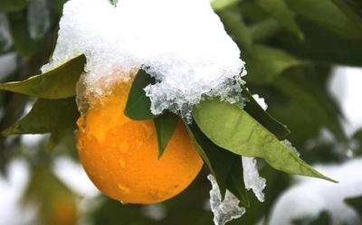 【实用技术】低温雨雪冰冻天气如何防范应对——果树篇（柑橘、猕猴桃、柿子、桑树）
