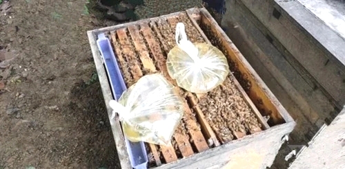 用塑料袋喂蜂的优点
