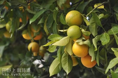 以溃疡病为核心的橘橙全年防治方案