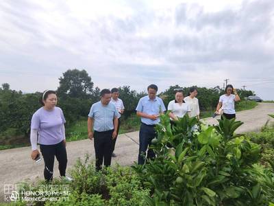 华中农业大学教授深入田间地头指导夷陵区柑橘产业发展
