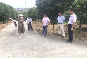 区森林资源保护中心主任黄明带队到鸦鹊岭镇检查种苗经营户的生产情况