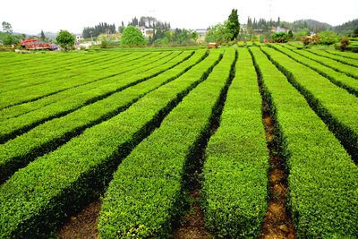 不同间作方式对茶园生态环境及鲜茶叶品质的影响