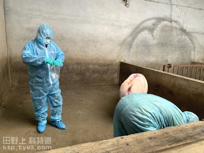 指导监督鸦鹊岭镇天锦猪场如何采环境样，排除相关疫病风险