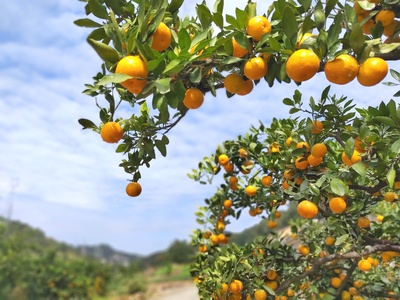 夷陵蜜桔在全市柑橘品质鉴评中喜获“三金”