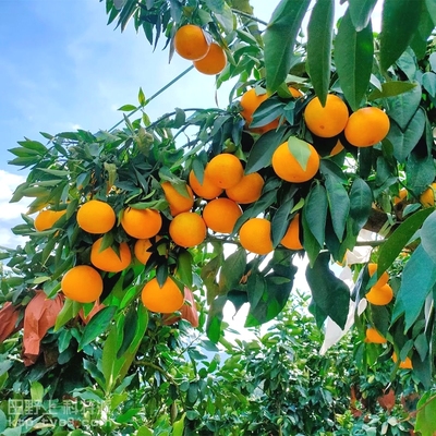 如何提高柑橘糖度和口感