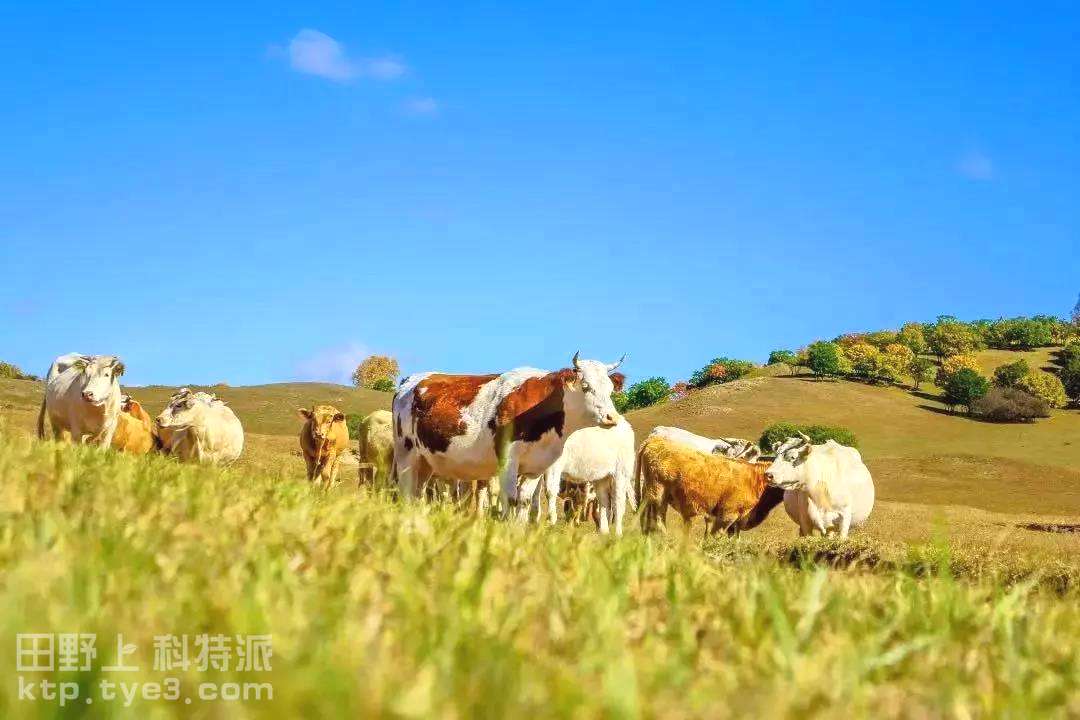 农业农村部办公厅 中国农业银行办公室联合印发《金融助力畜牧业高质量发展工作方案》