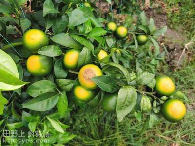 八月柑橘生产农事建议
