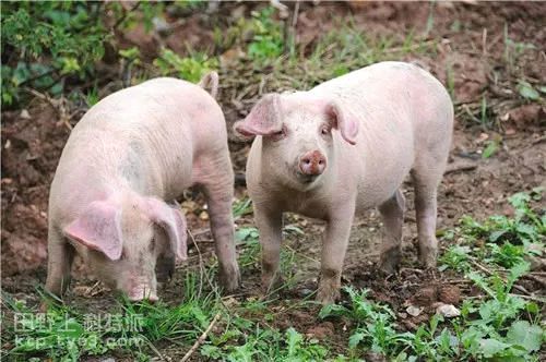 畜牧 | 土杂猪养殖技术与注意事项