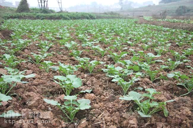 湖北省农业农村厅办公室关于加快推进2021年秋播油菜生产的指导意见