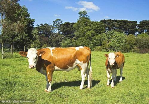 肉牛质量安全管控技术性指导意见