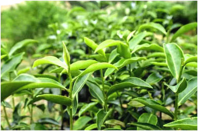 特早生优质茶树新品种宜茶2号选育研究报告