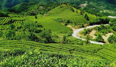 4月份茶叶产业农事建议