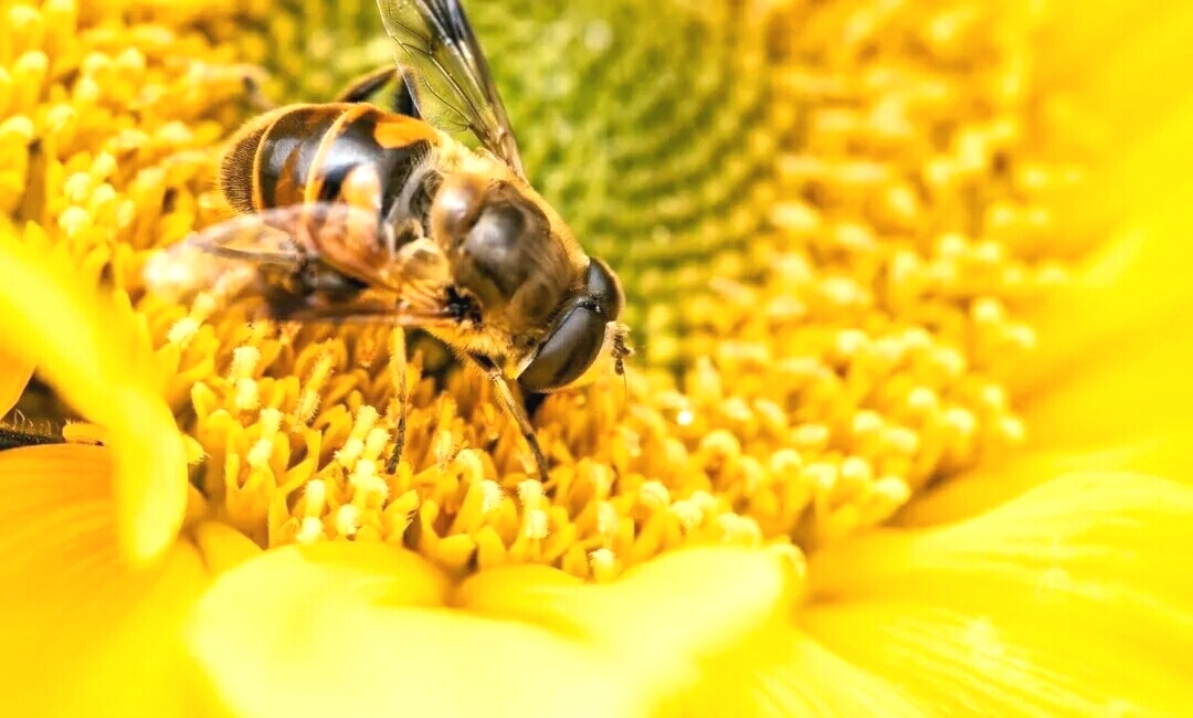 春天让蜜蜂快速发展