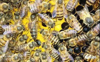 【蜜蜂杂志】谈高寒地区早春蜜蜂的飞翔排泄