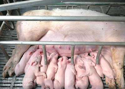 冬季产房母猪的饲养管理