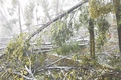 冰雪灾害对森林“四库”影响如何消减——湖北省林业局发布系列技术防范指南指导灾后恢复
