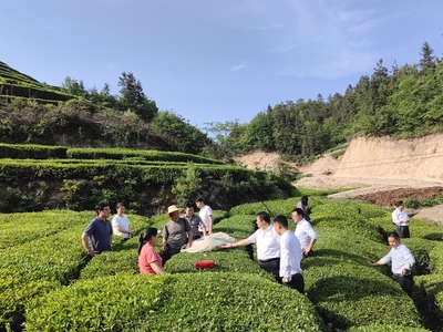 竹山县来邓村乡考察茶产业发展