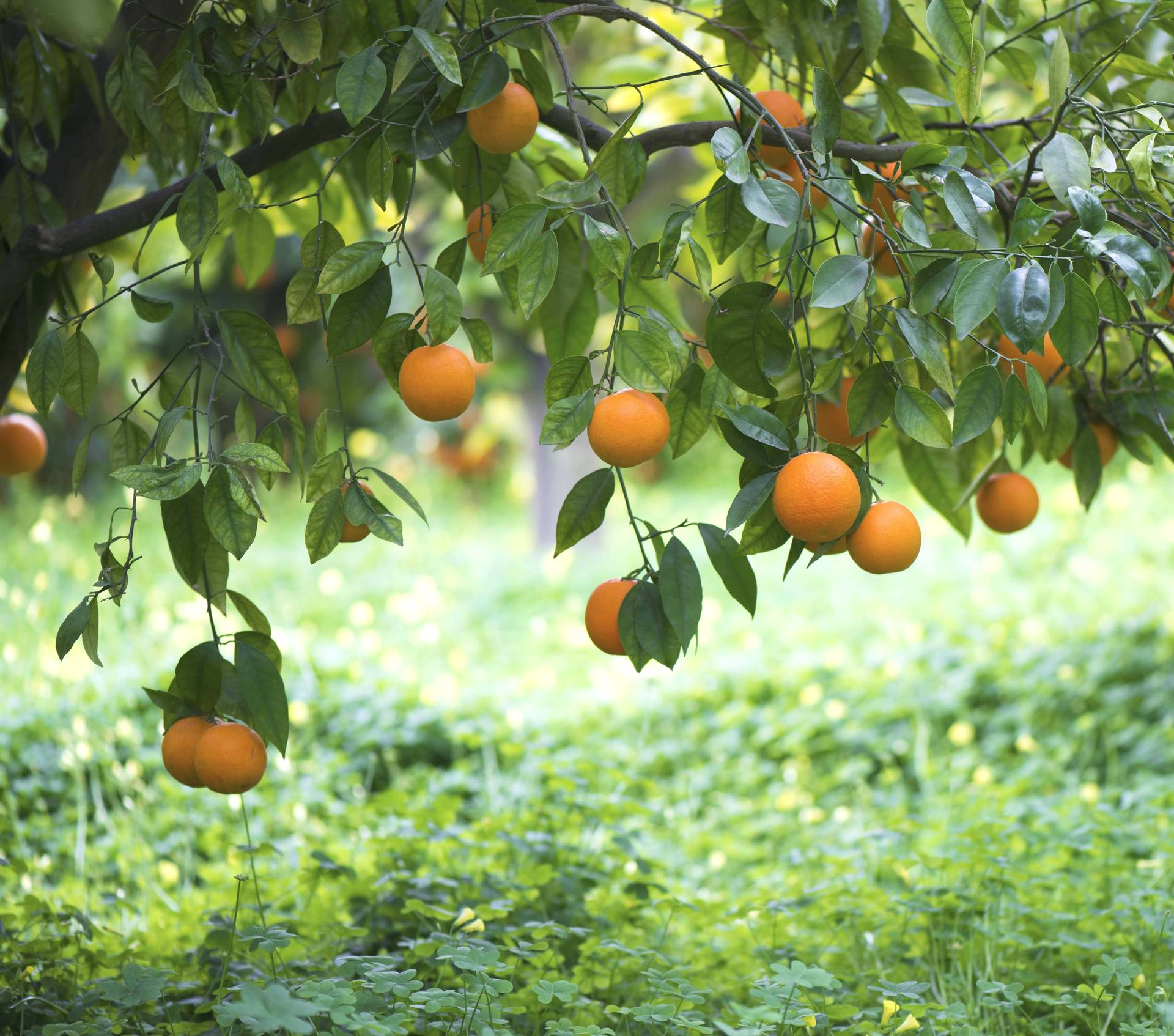 五月份柑橘生产管理技术要点