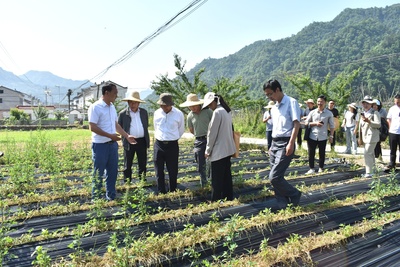 上海农科院专家团队助力破解中药材种植草害难题
