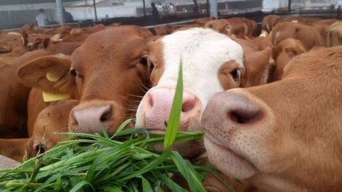 肉牛养殖降本增效技术指导意见