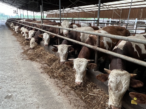 牛栏香肉牛养殖