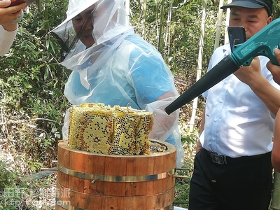 分析100群蜂场中有的有蜂蜜有的无蜂蜜技术问题