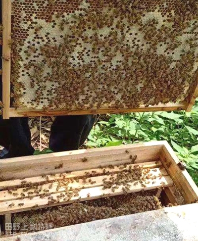夷陵区西北山区如何控制中蜂分蜂热多产蜜？