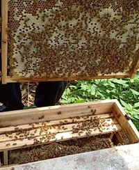夷陵区西北山区如何控制中蜂分蜂热多产蜜？