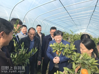 国家现代柑橘产业技术体系首席科学家邓秀新院士 到夷陵指导柑橘产业链建设