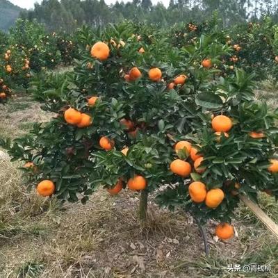 宜昌夷陵柑橘产业链的发展现状、存在的问题及发展建议