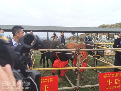 宜昌市第二届夷陵牛养殖评签会即中国农民丰收节夷陵区主会场