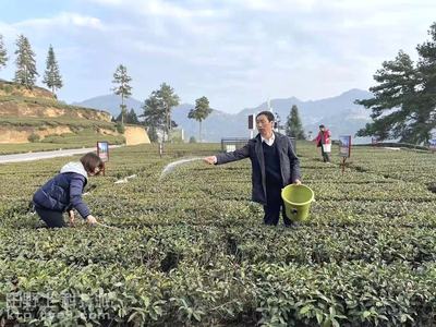 邓村乡农技中心到茶园观社区指导示范户茶园春季施肥。