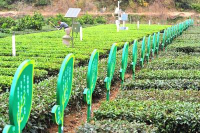 夷陵：选育茶树新品种 获国家优良品种登记