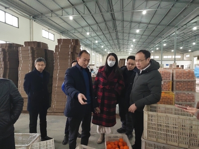 省农业农村厅领导来夷陵调研柑橘产业链建设