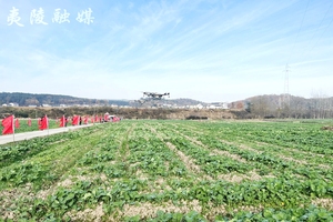 抓好冬季田间管理　确保农作物安全越冬