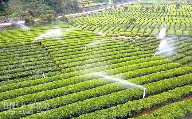 湖北省应对高温干旱茶叶生产技术措施