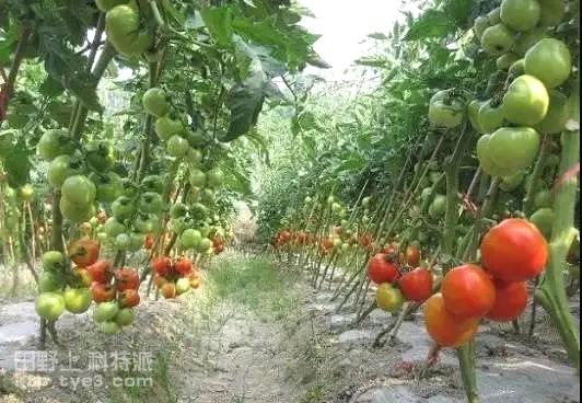大棚番茄整枝,打叉，摘心等种植技术