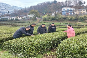 区农业技术服务中心组织茶叶科技特派员到韩家湾村早市茶基地作现场技术指导