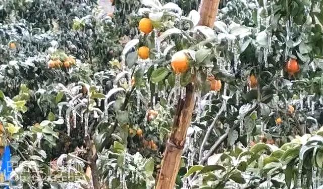 寒冬将至，如何打赢柑橘冻害保卫战？这些措施不可不做