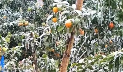 寒冬将至，如何打赢柑橘冻害保卫战？这些措施不可不做