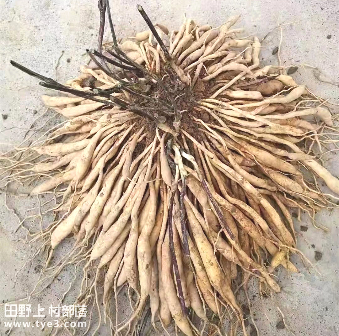 百部根_宜昌汇草园中药材科技开发有限公司_宜昌市夷陵区龙泉镇香烟寺村